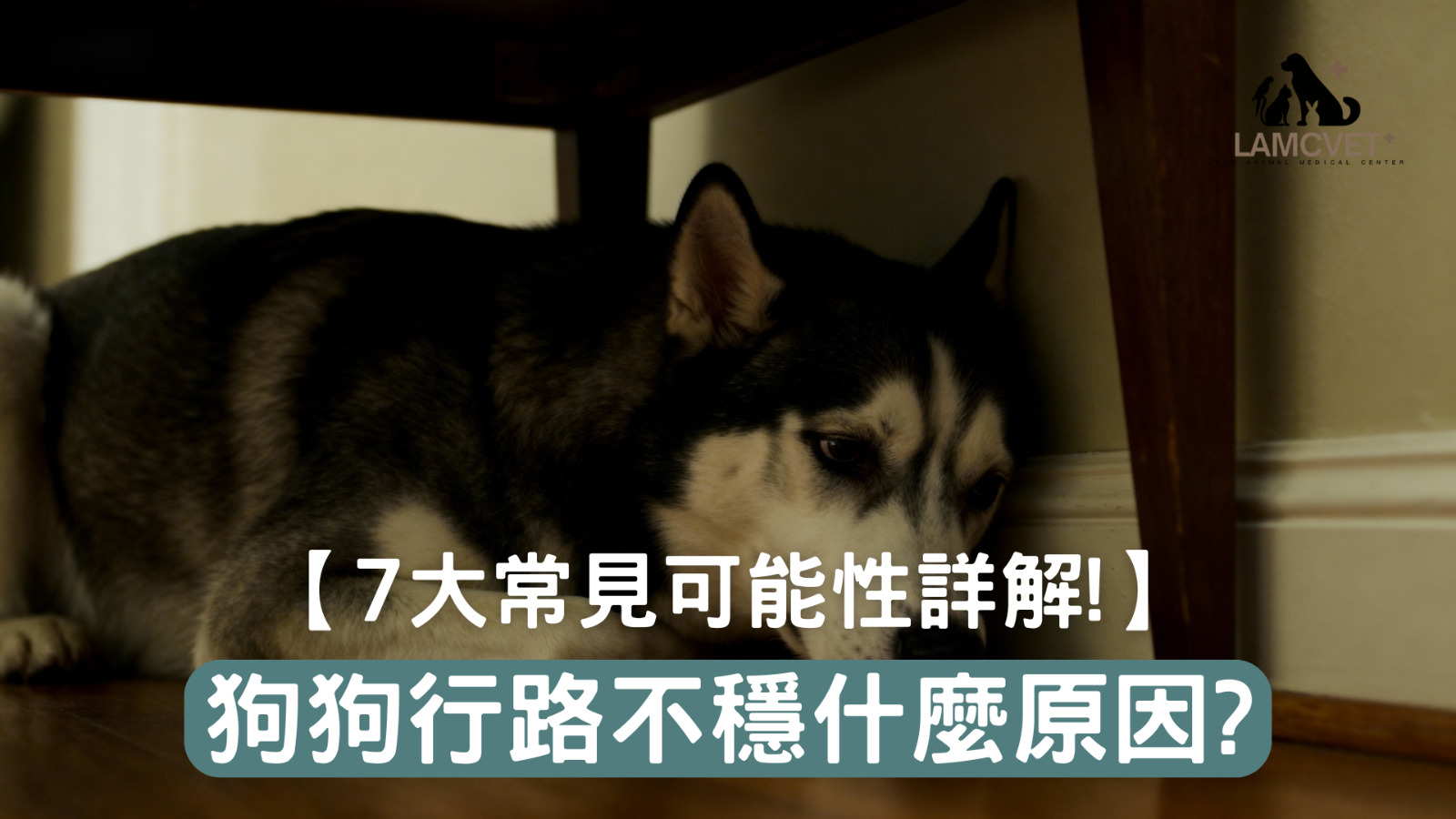 狗狗行路不穩、走路搖晃無力的症狀展示